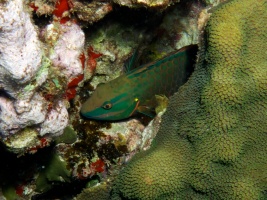 Stoplight Parrotfish IMG 3171